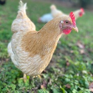 Meet your Posher, Nicole